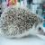 The dwarf porcupine Sale Nom million pins Father Phan 5 months 600 Baht